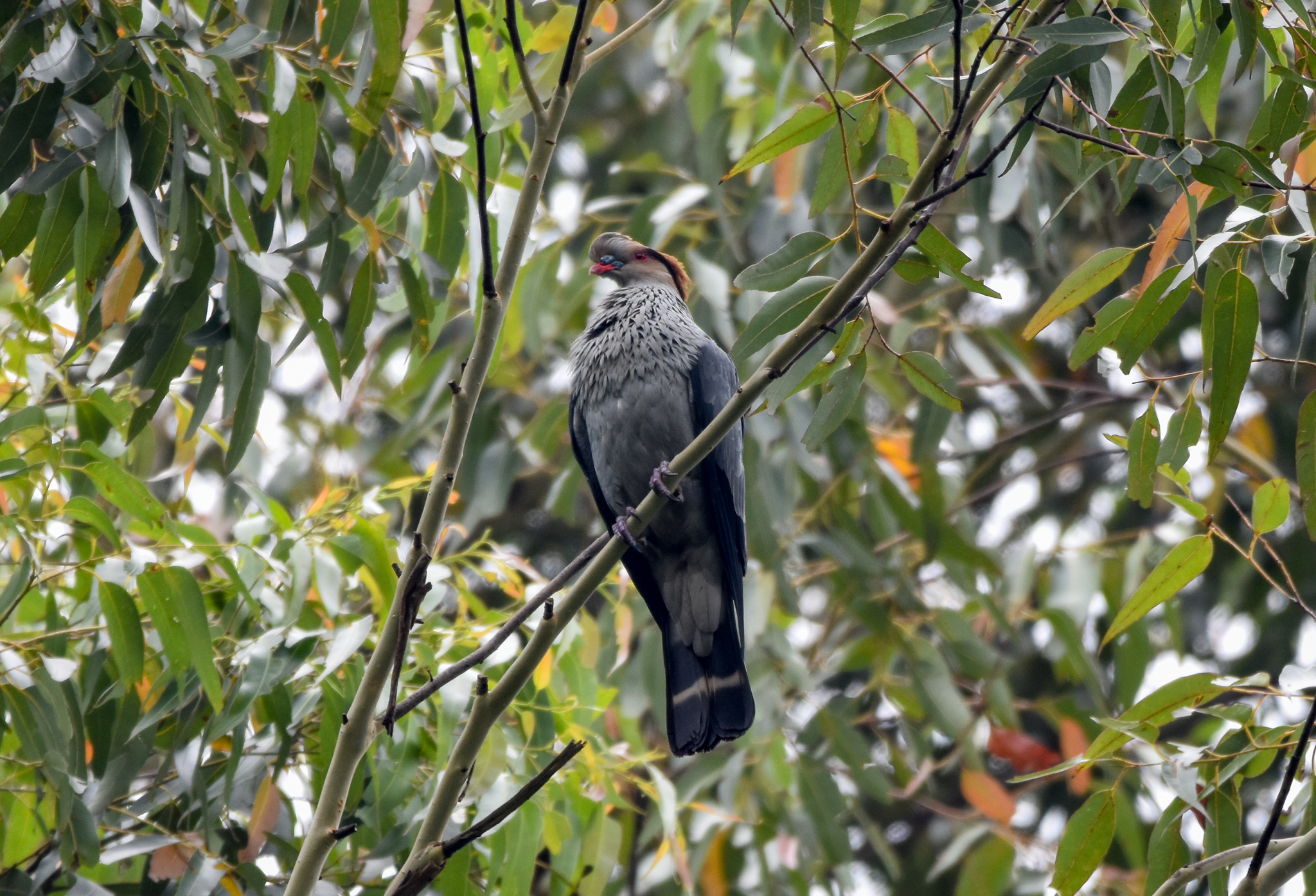 Topknot Pigeon