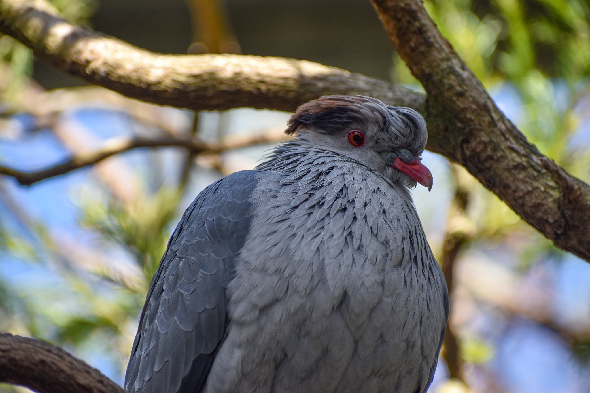 Topknot Pigeon