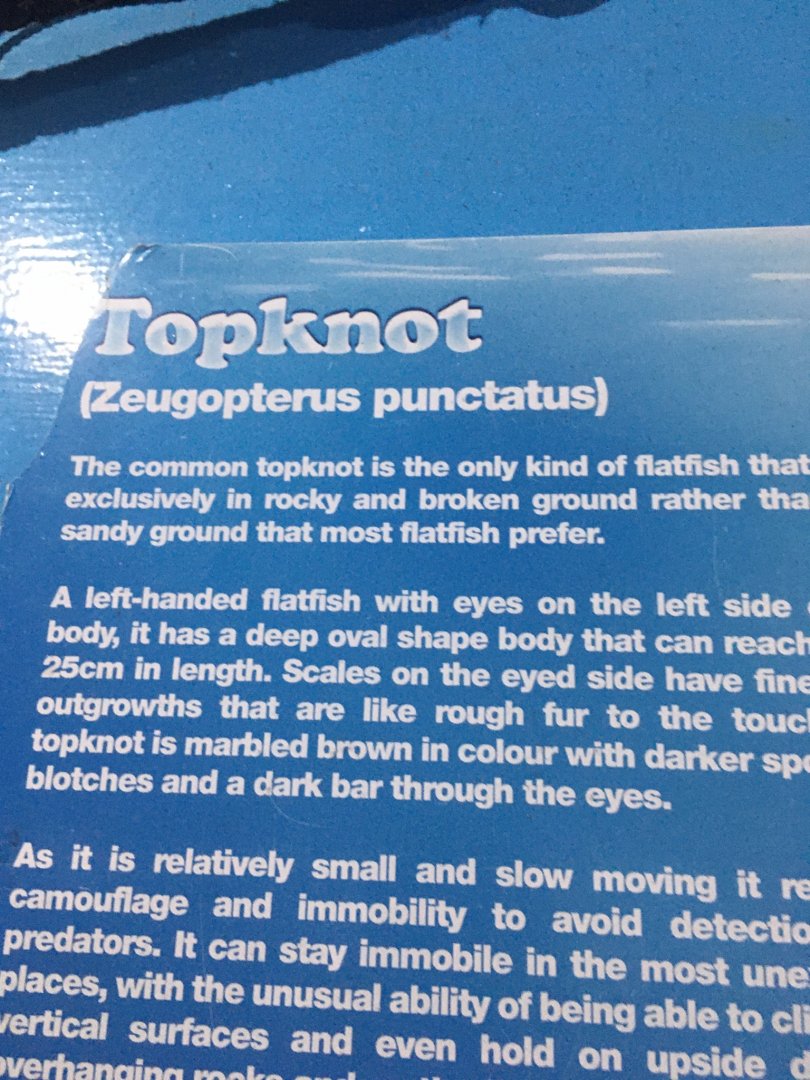 Topknot Signage - Lyme Regis Marine Aquarium