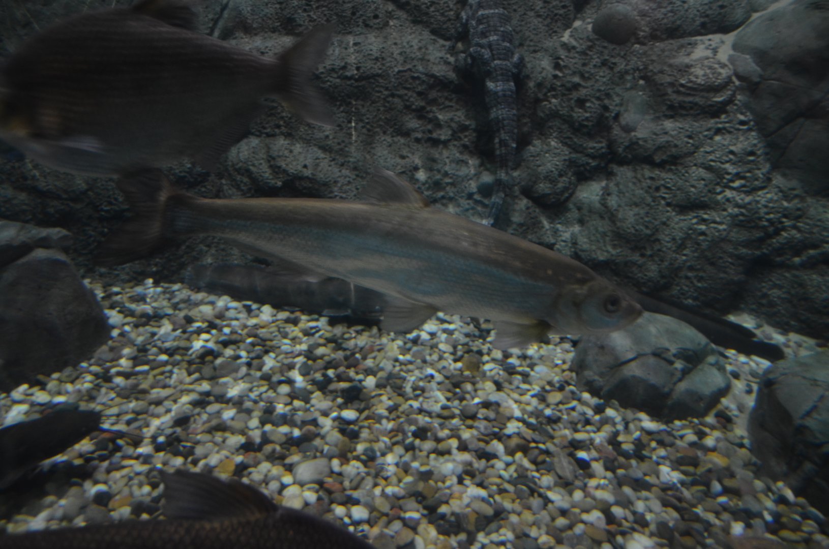 Topmouth Culter ,Culter alburnus