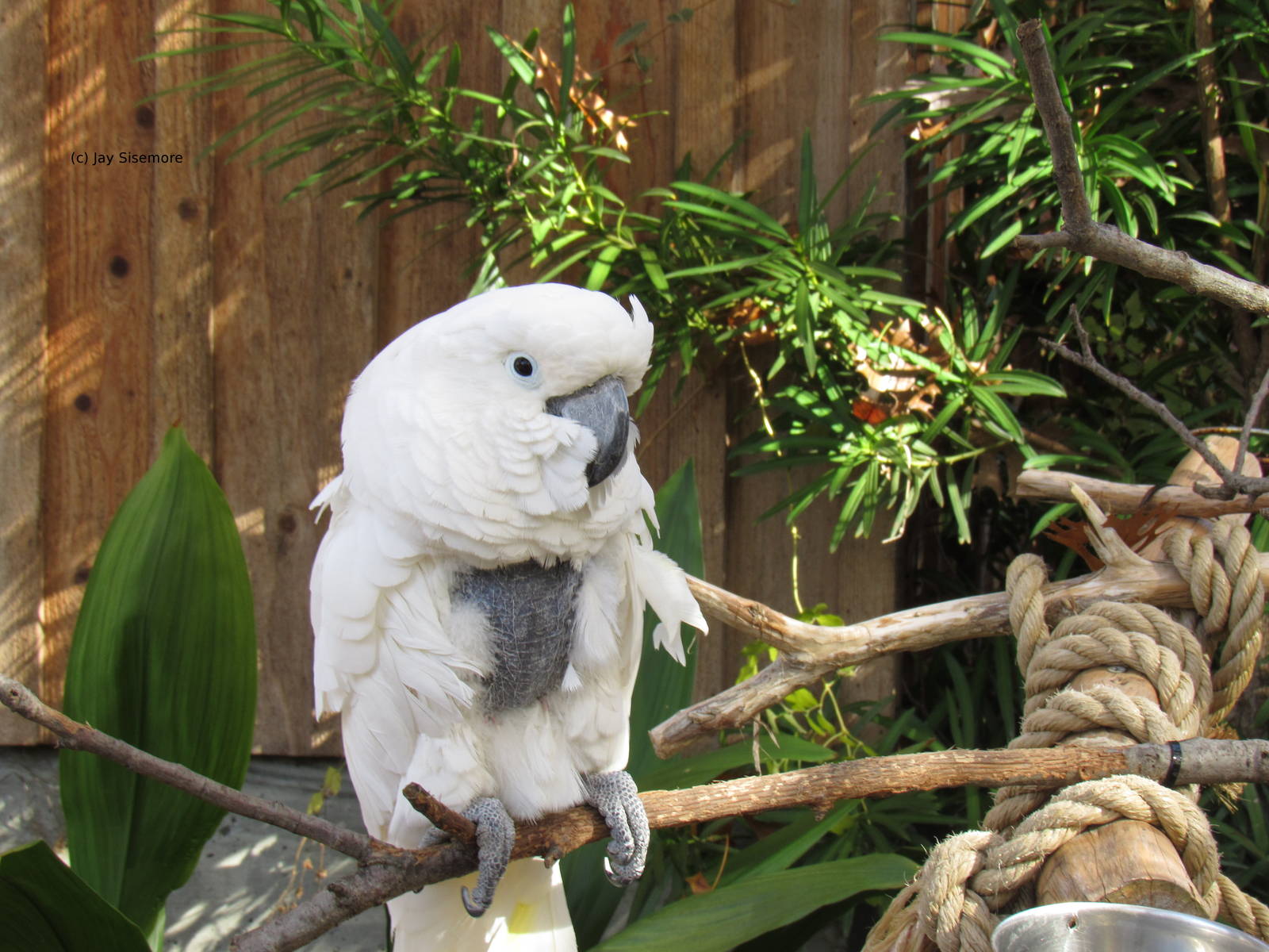 Topper the Cockatoo