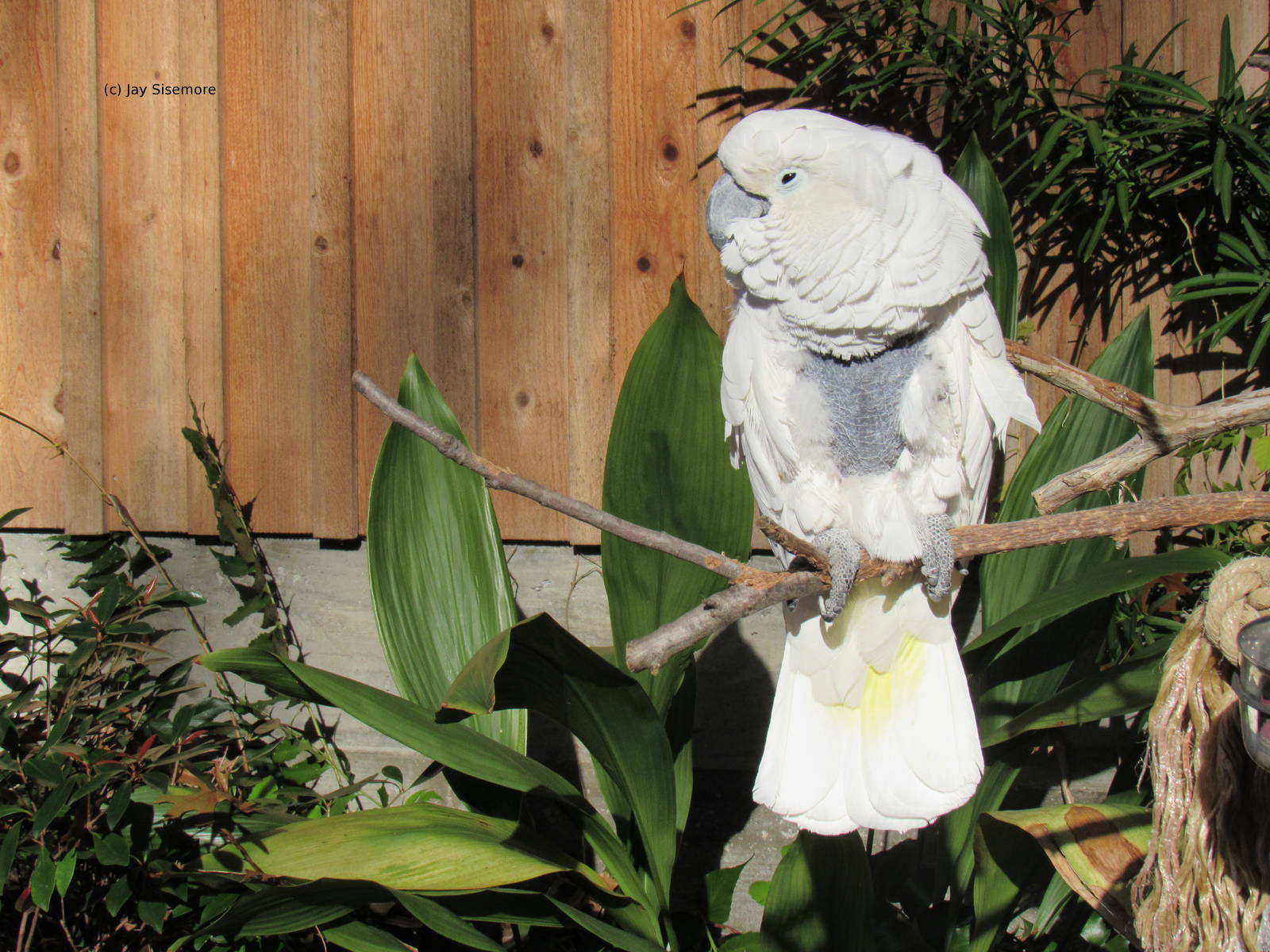 Topper the Cockatoo