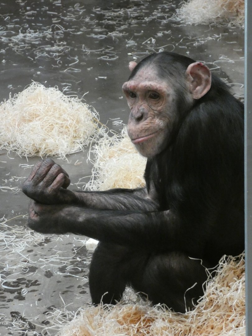 'Toprish', female Chimpanzee