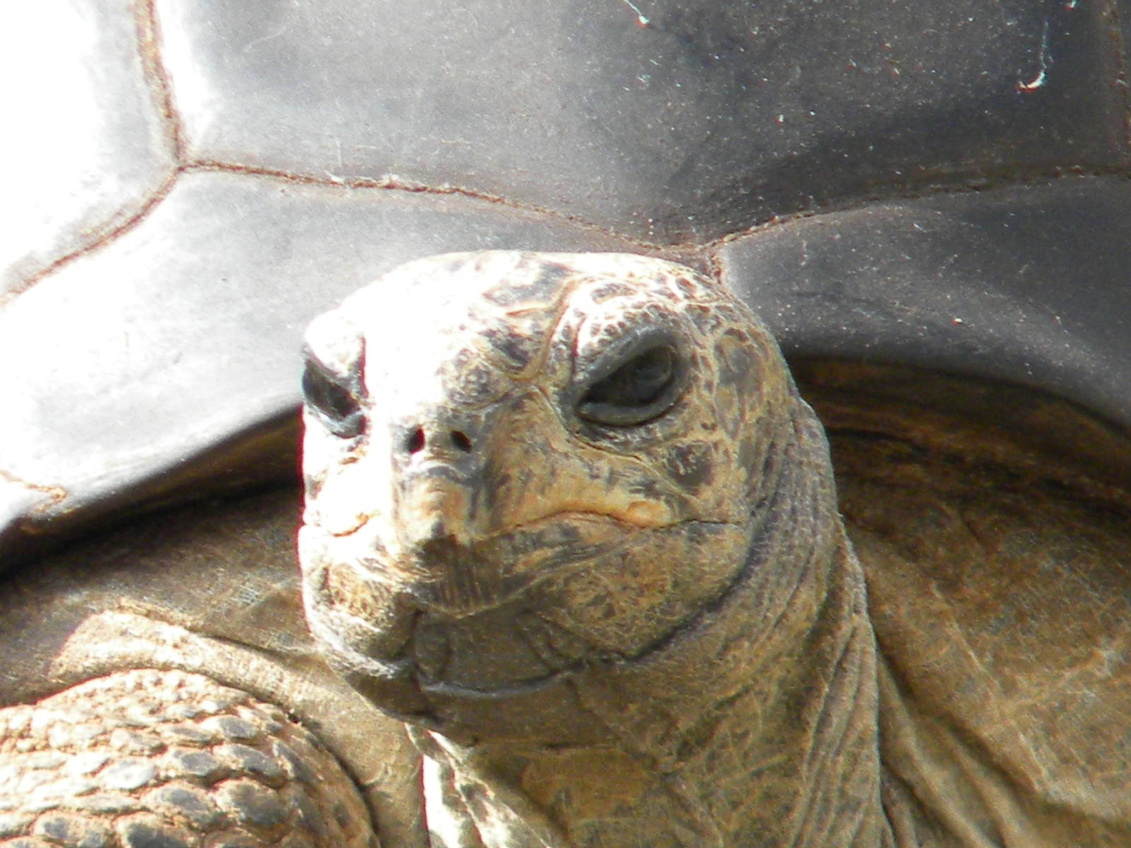 Tops Tuvy Tortoise at Blackpool Zoo 27th March 2011
