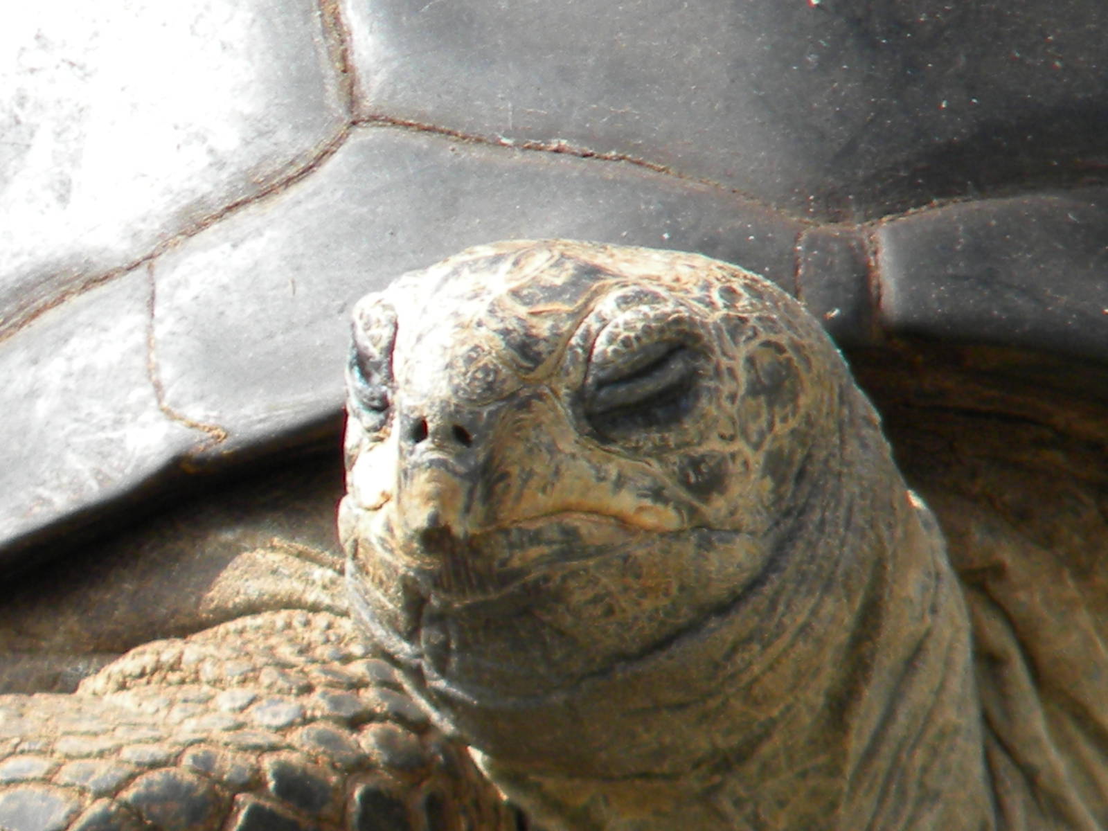 Tops Tuvy Tortoise at Blackpool Zoo 27th March 2011