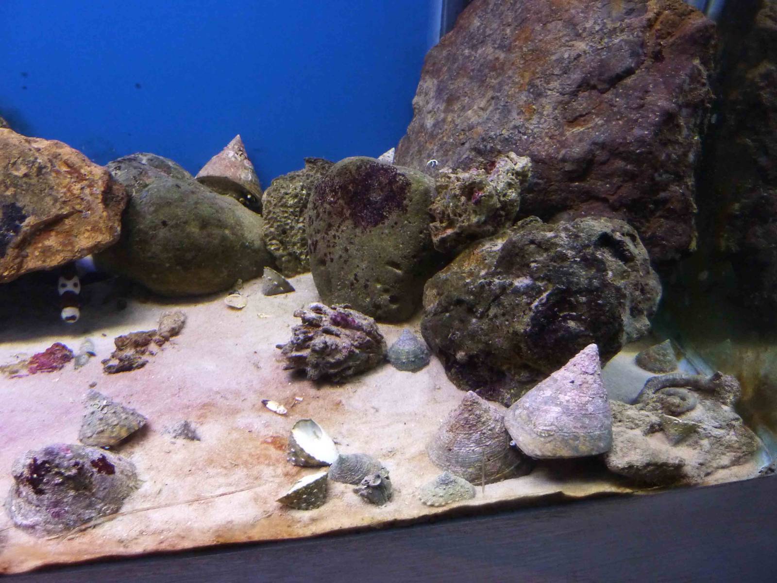 Topshell tank, May 2013.