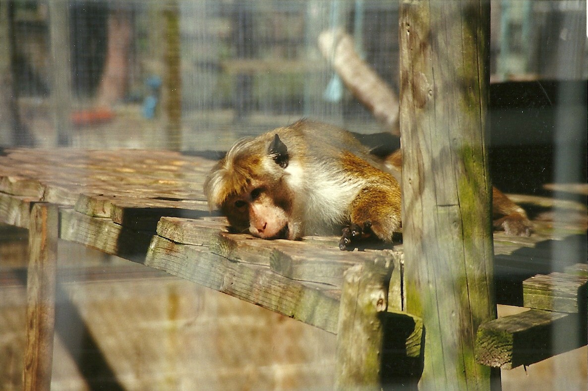 Toque Macaque 19th July 1997