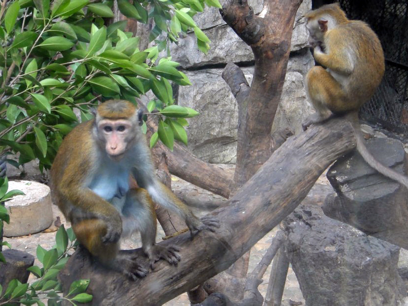 Toque macaque - 2011