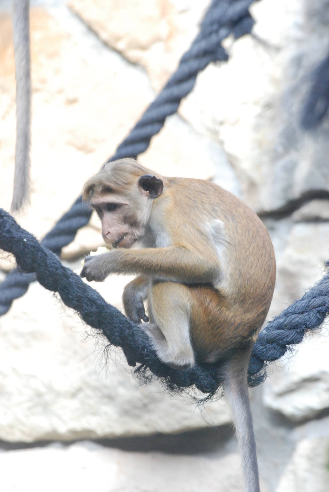 Toque Macaque at Berlin Zoo, 31/08/11