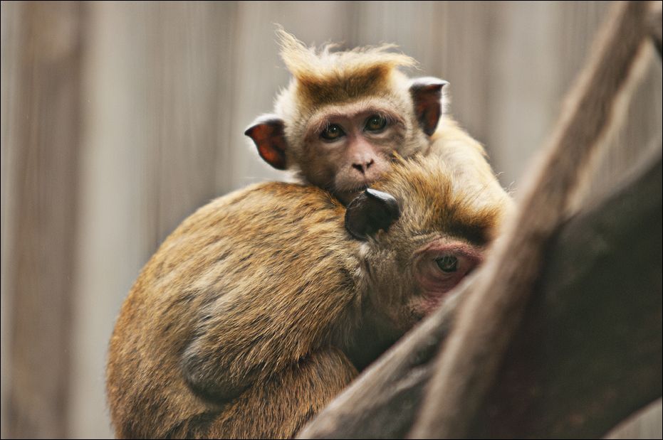 Toque macaque at Thüle
