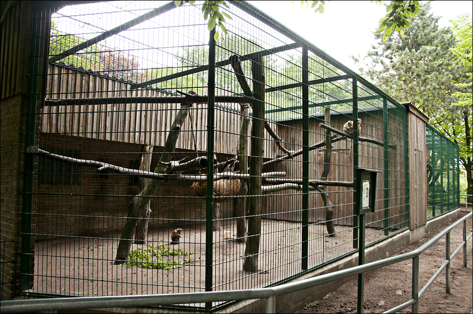 Toque macaque exhibit at Thüle