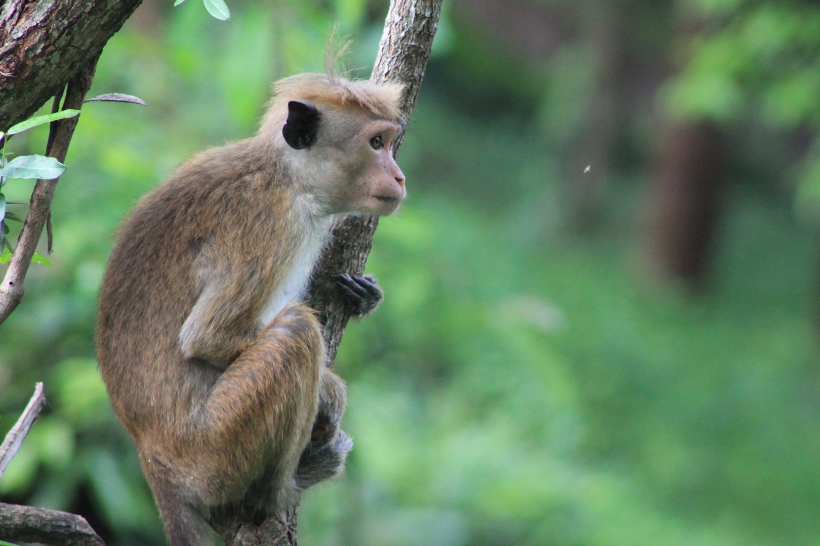 Toque Macaque (Macaca sinica)