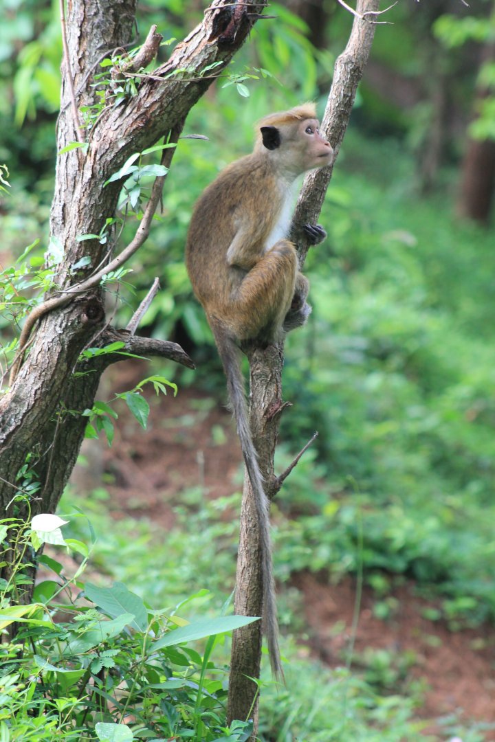 Toque Macaque (Macaca sinica)
