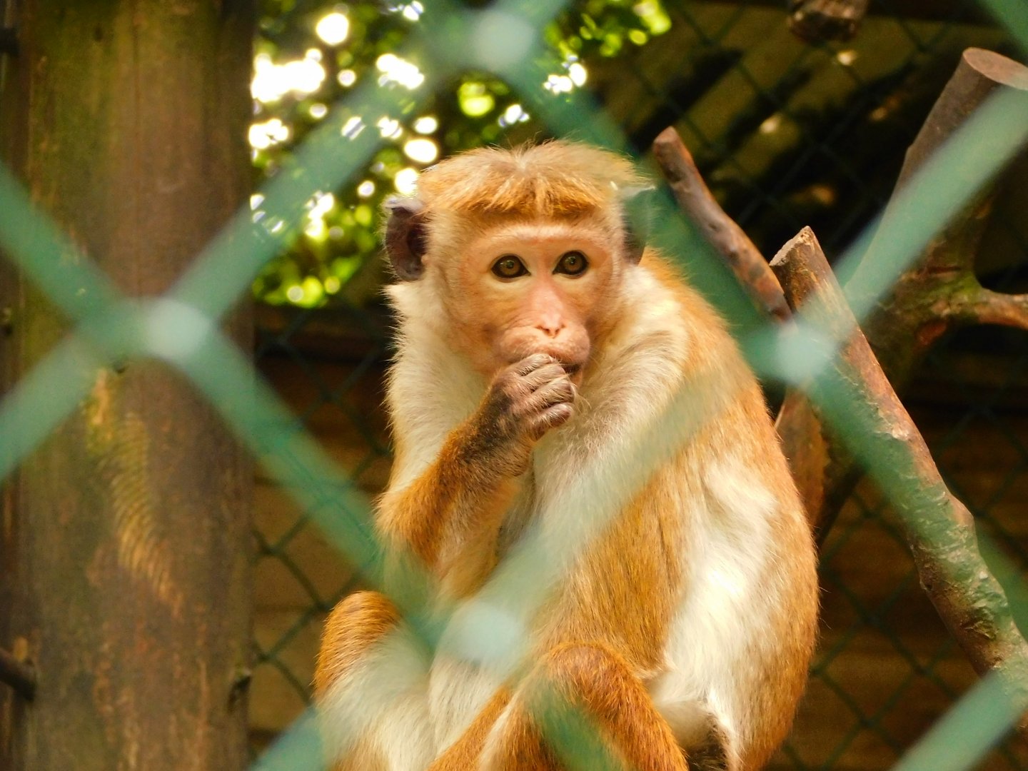 Toque Macaque (Macaca sinica)