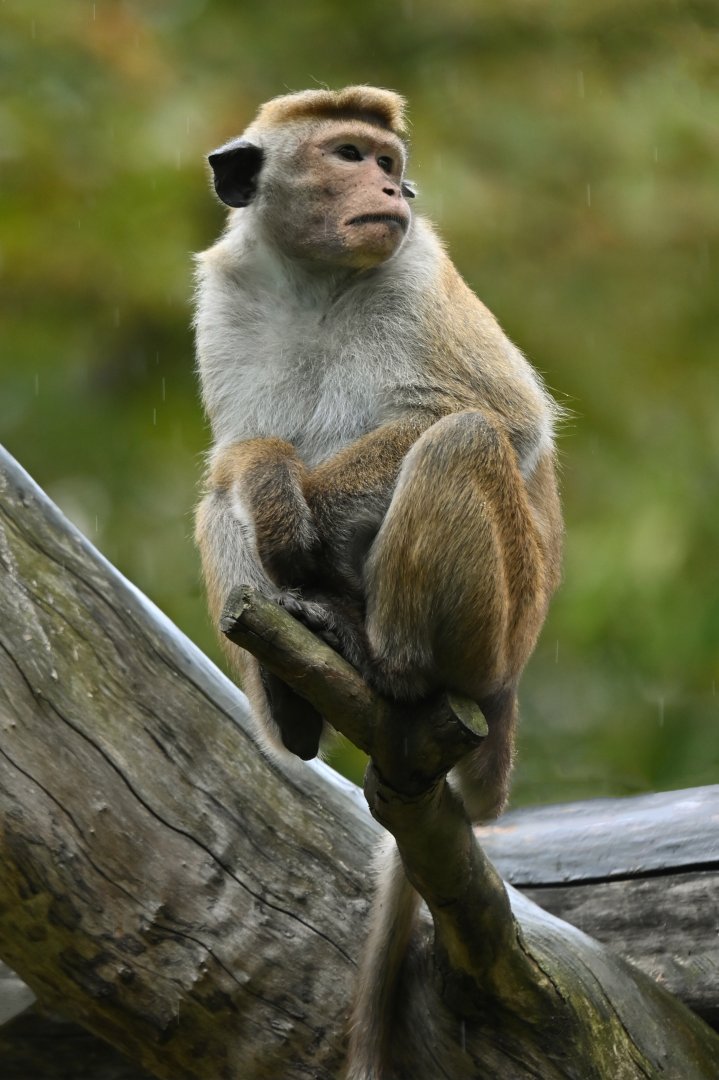 Toque macaque (Macaca sinica)