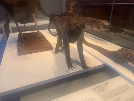 Toque macaque (taxidermised) {pangolin, lungfish, cassowary and bush turkey think it is, in background}