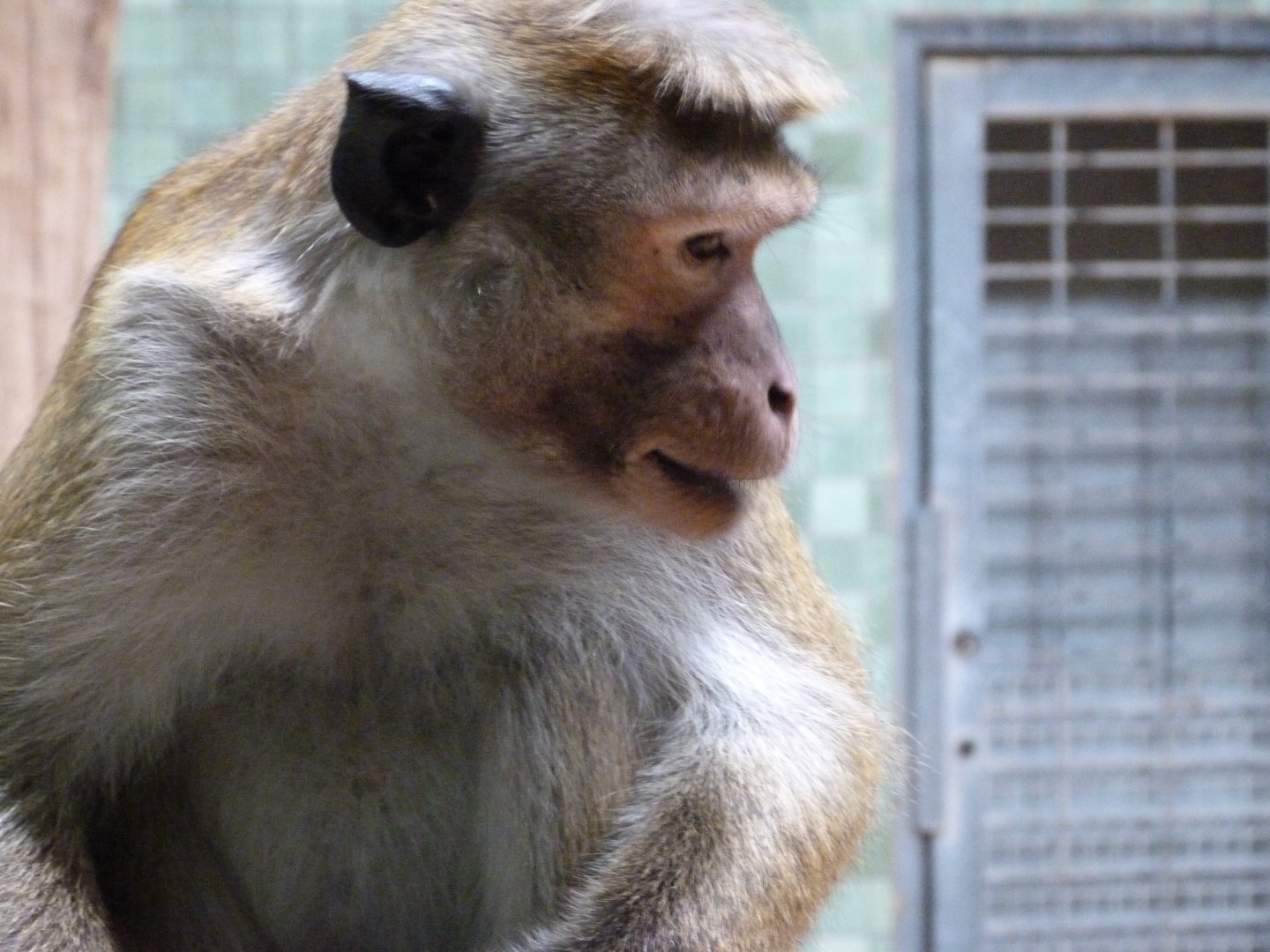 Toque macaque -Zoologischer Garten Berlin (2024)