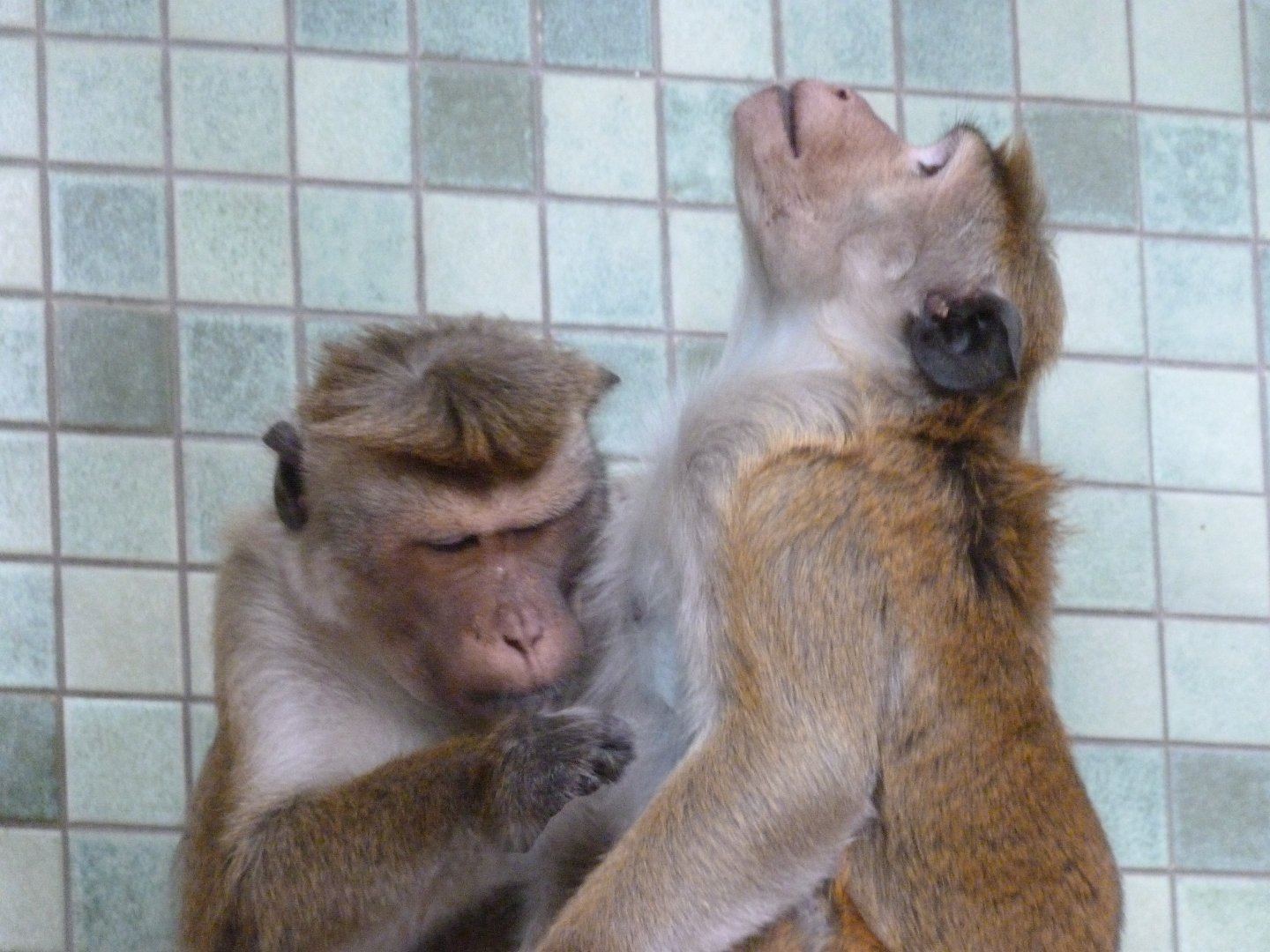 Toque macaque -Zoologischer Garten Berlin (2024)