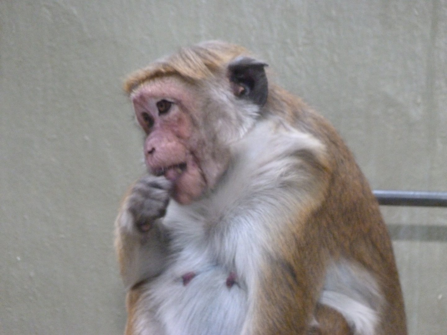 Toque macaque -Zoologischer Garten Berlin (2024)
