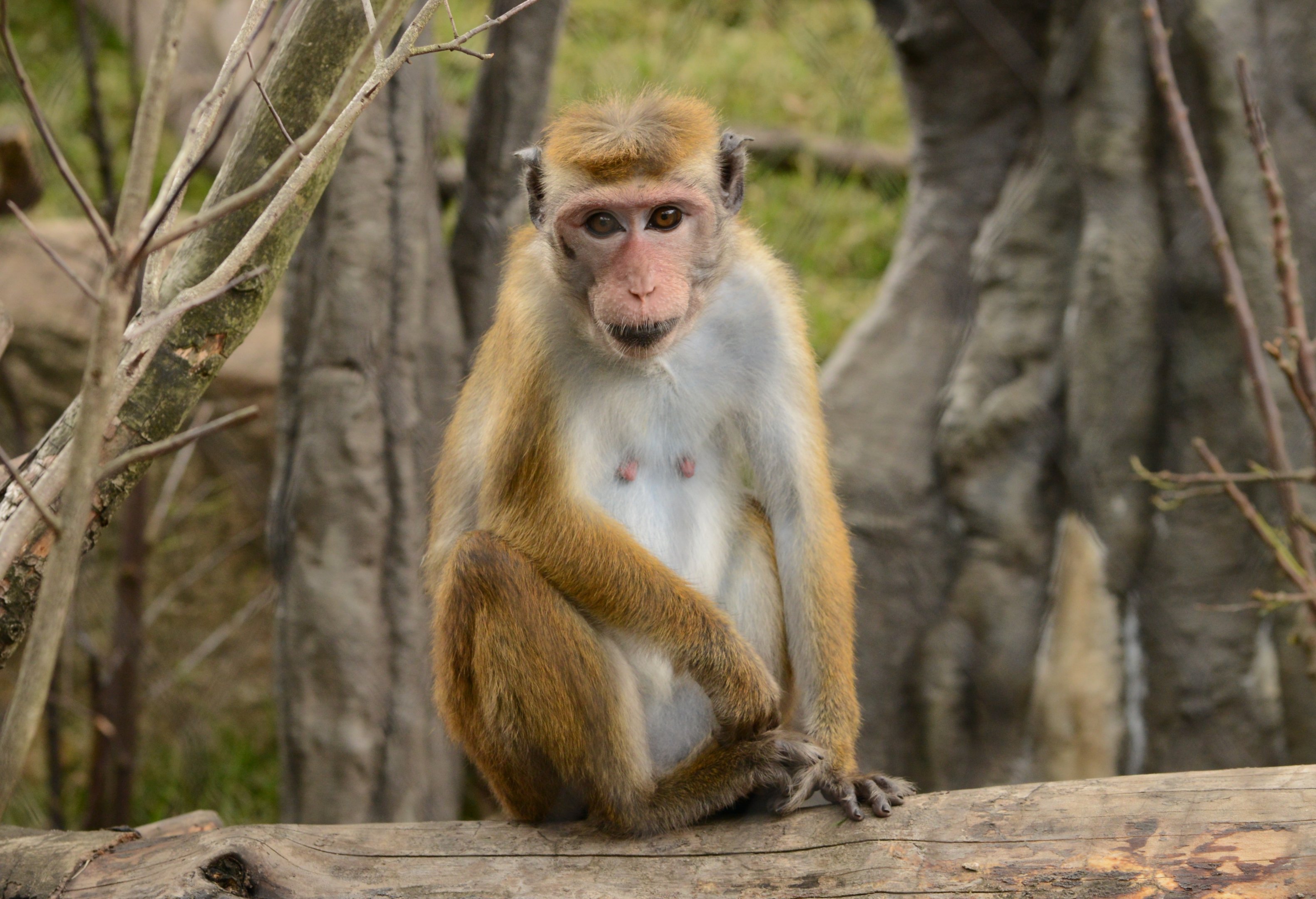 Toque macaque