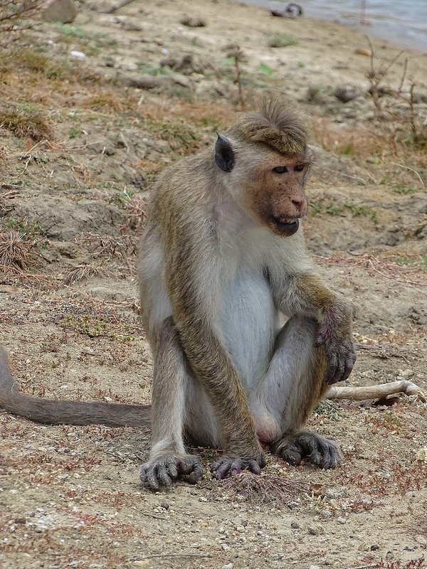 Toque macaque