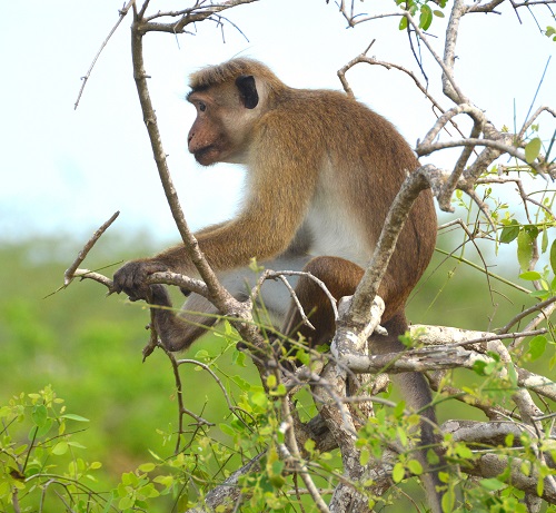 Toque macaque