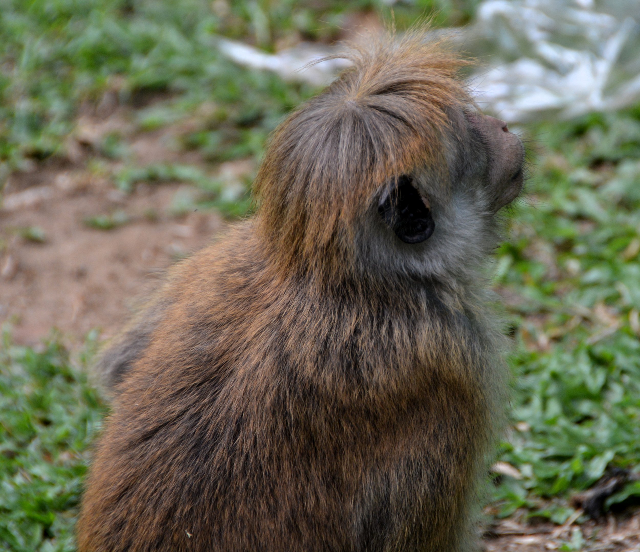 Toque macaque
