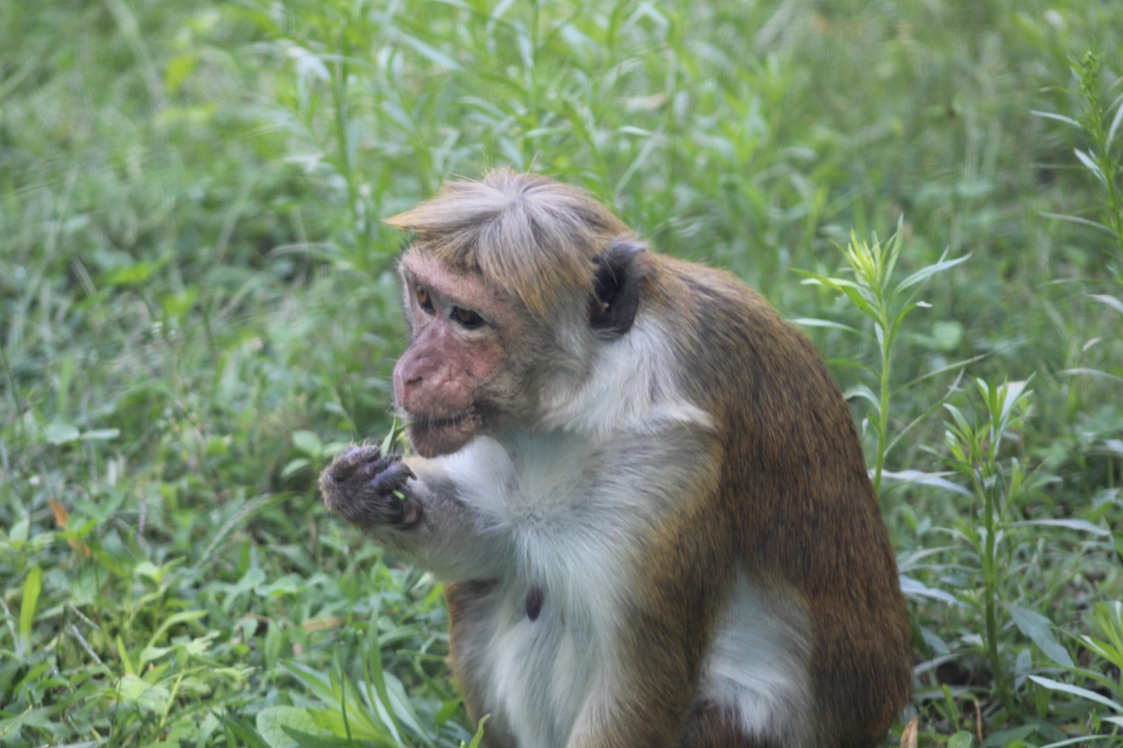 Toque Macaque
