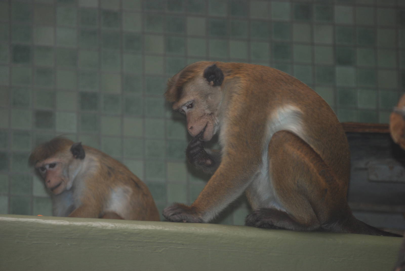 Toque Macaques at Berlin Zoo, 31/08/11