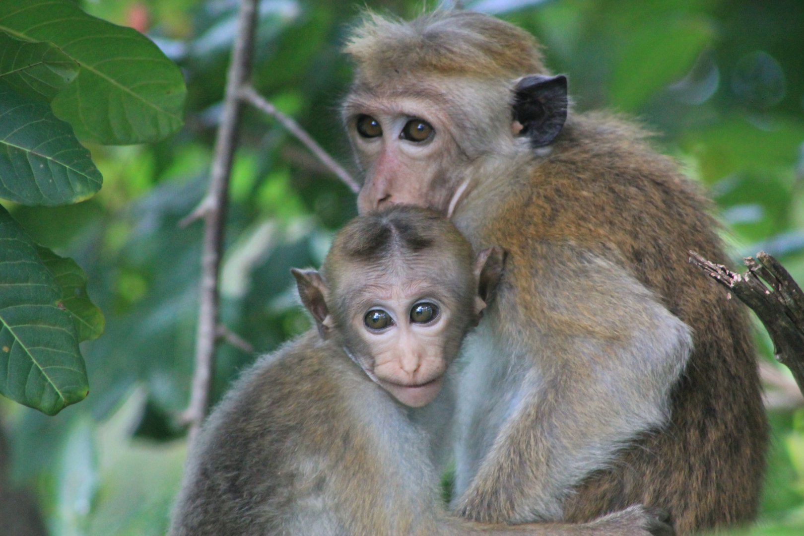 Toque Macaques (Macaca sinica)