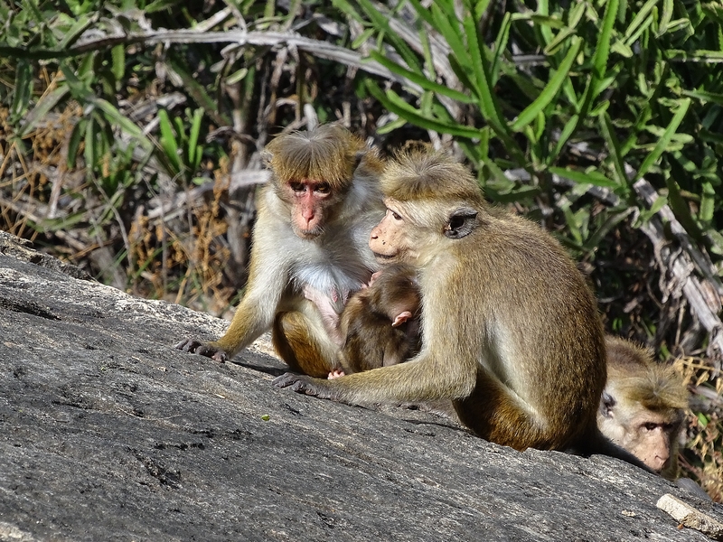 Toque macaques