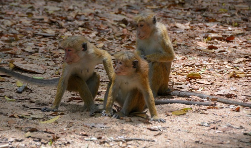 Toque macaques