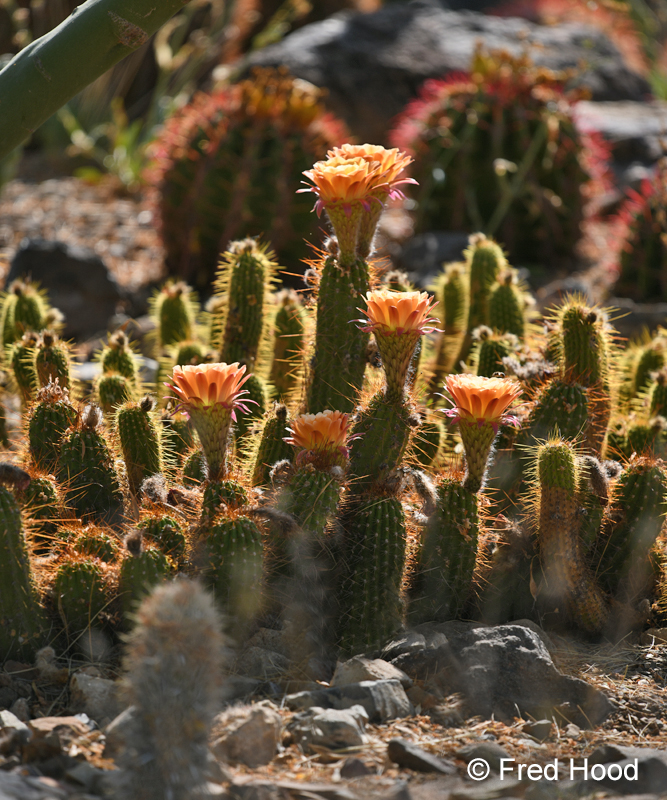 torch cactus in cactus garden