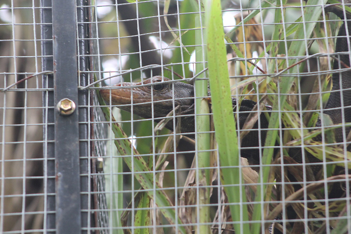 Torch monitor (Varanus obor) zoomed in - PCBA