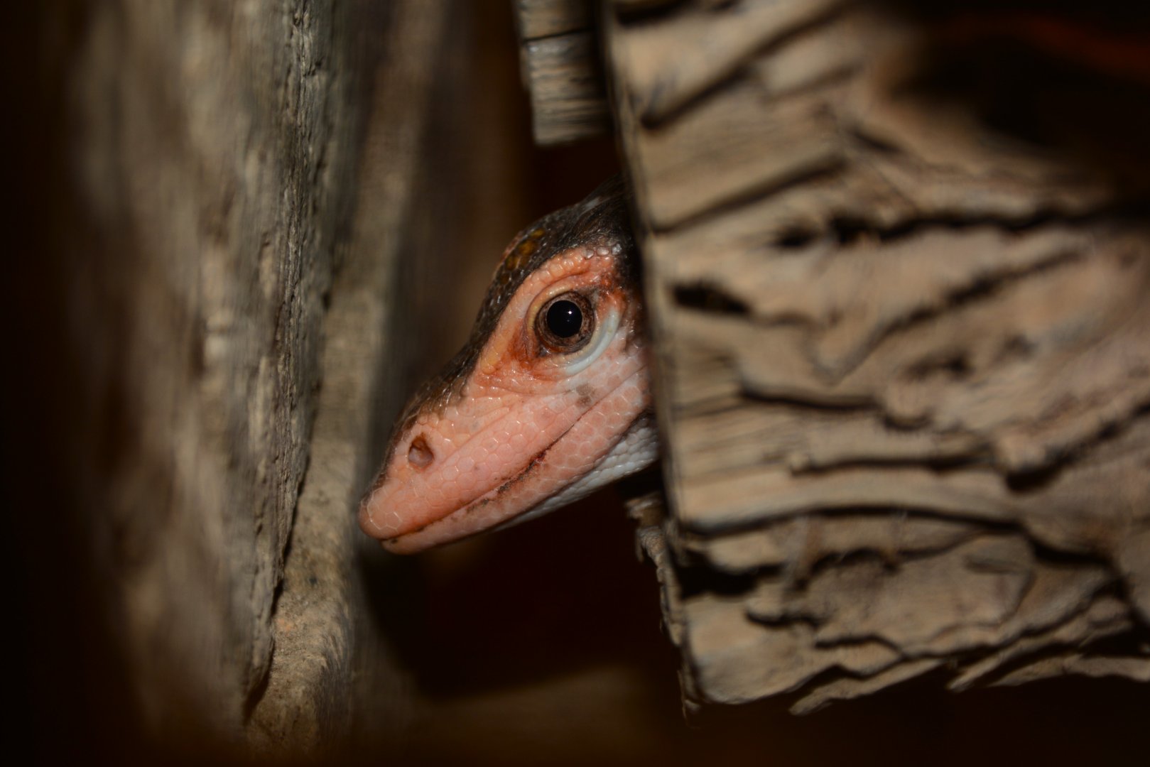 Torch monitor (Varanus obor)