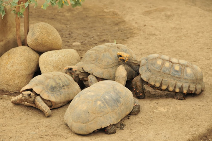Tordugario - another house for reptiles