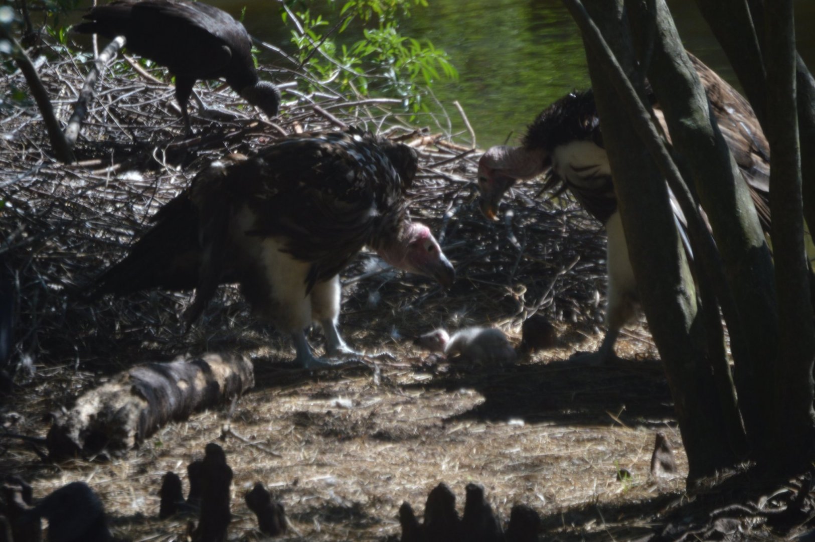 Torgos tracheliotos family featuring a few hour old baby