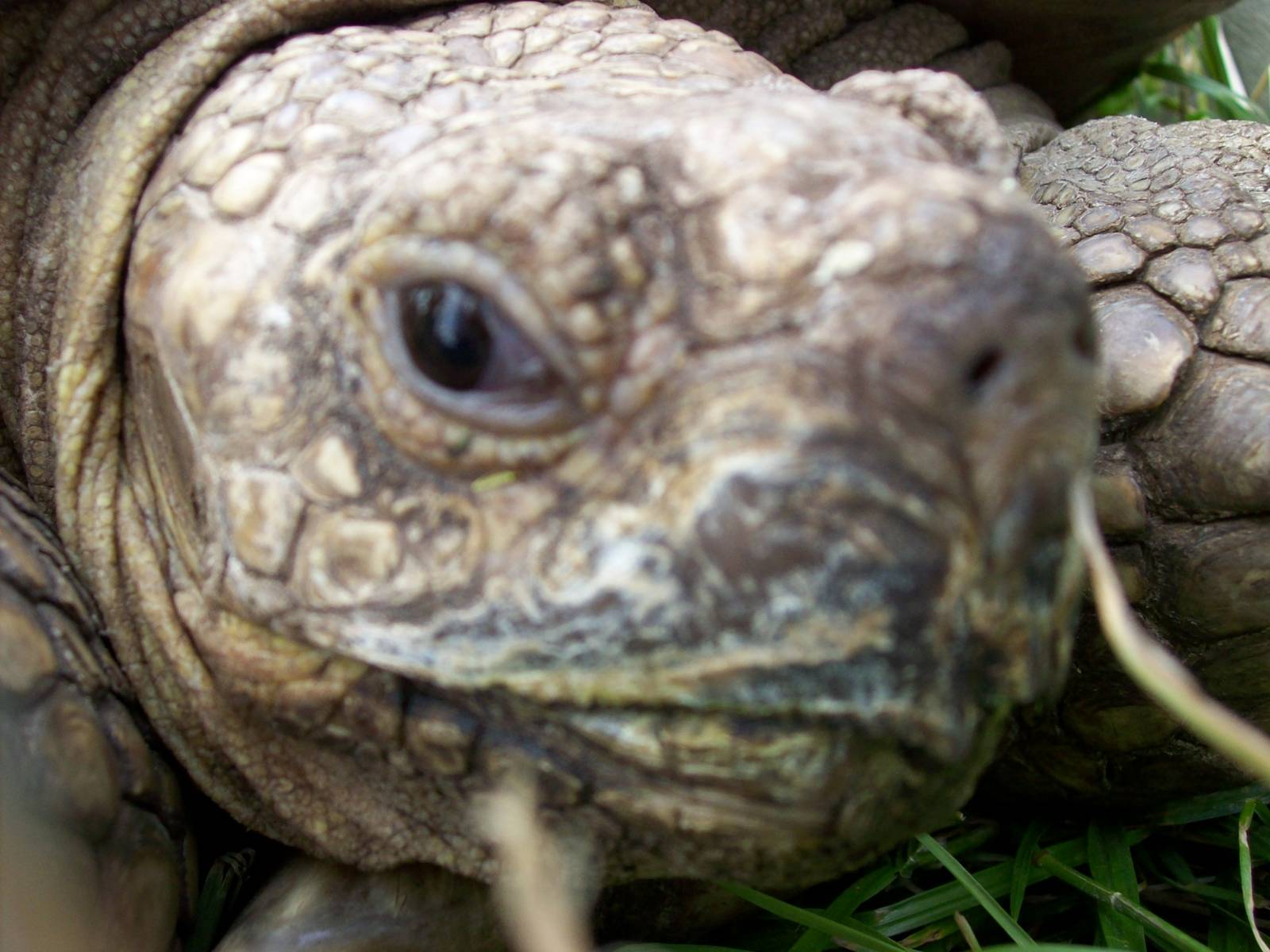 toroise close up