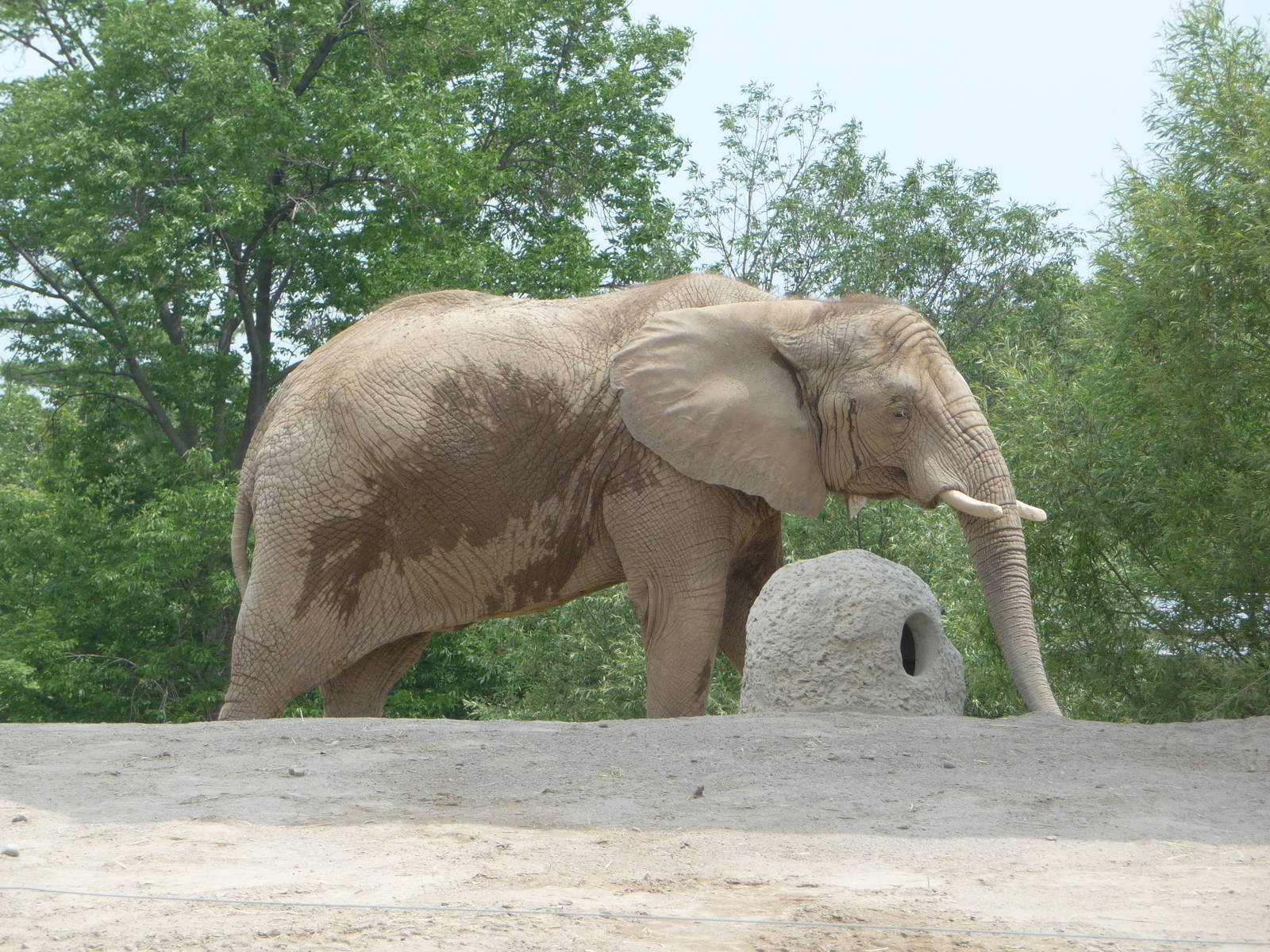 Toronto Zoo - African elephant