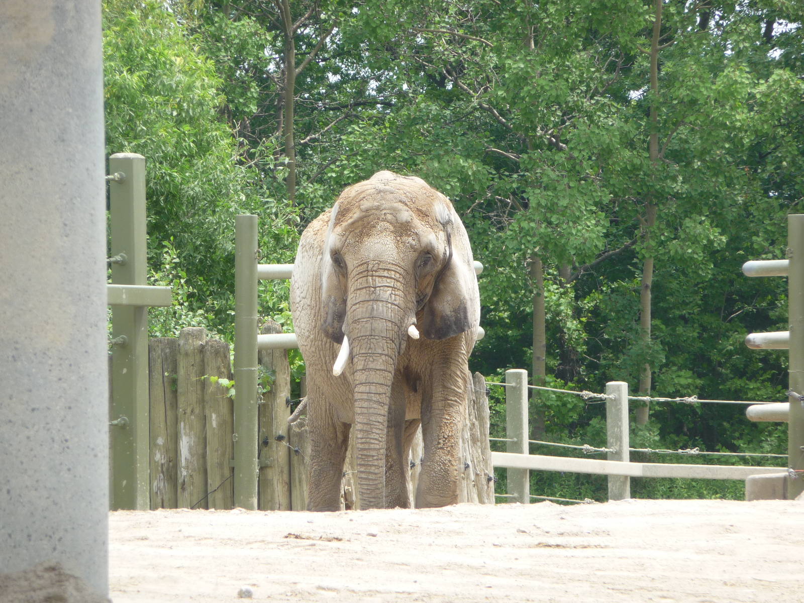 Toronto Zoo - African elephant