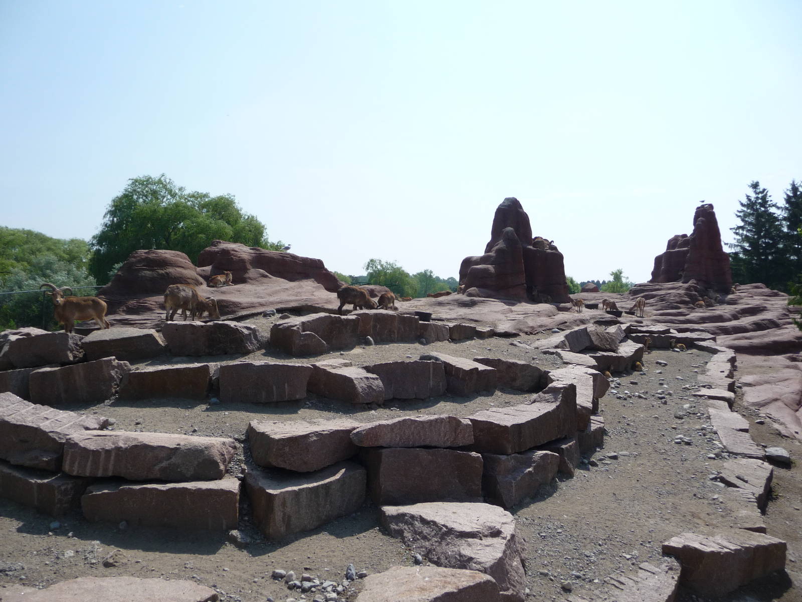Toronto Zoo - Barbary Sheep Exhibit