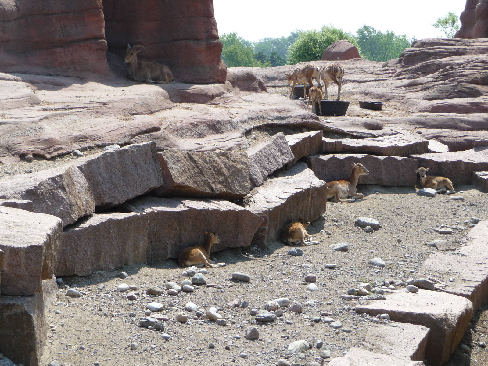 Toronto Zoo - Barbary Sheep Exhibit