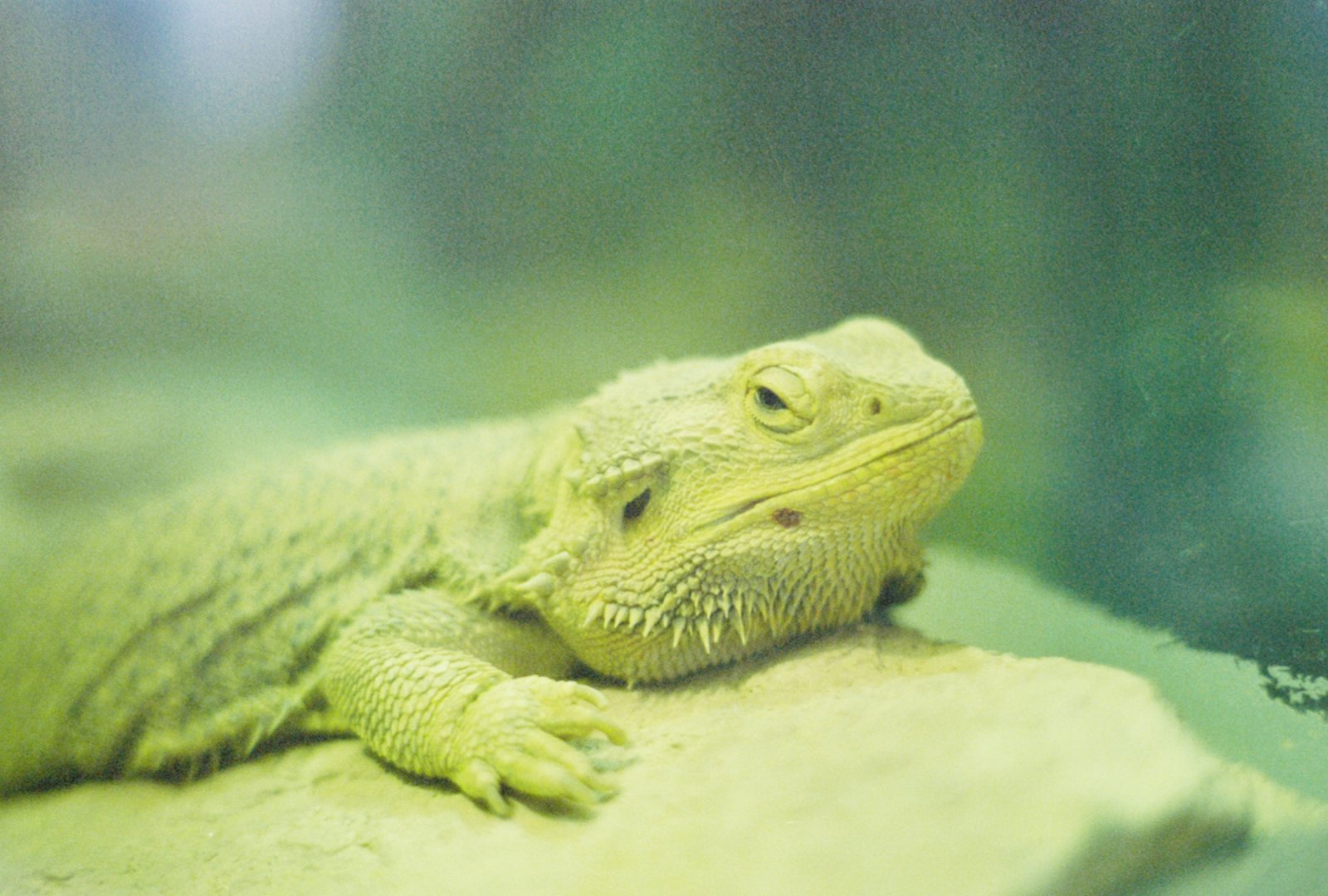 Toronto Zoo - Central bearded dragon