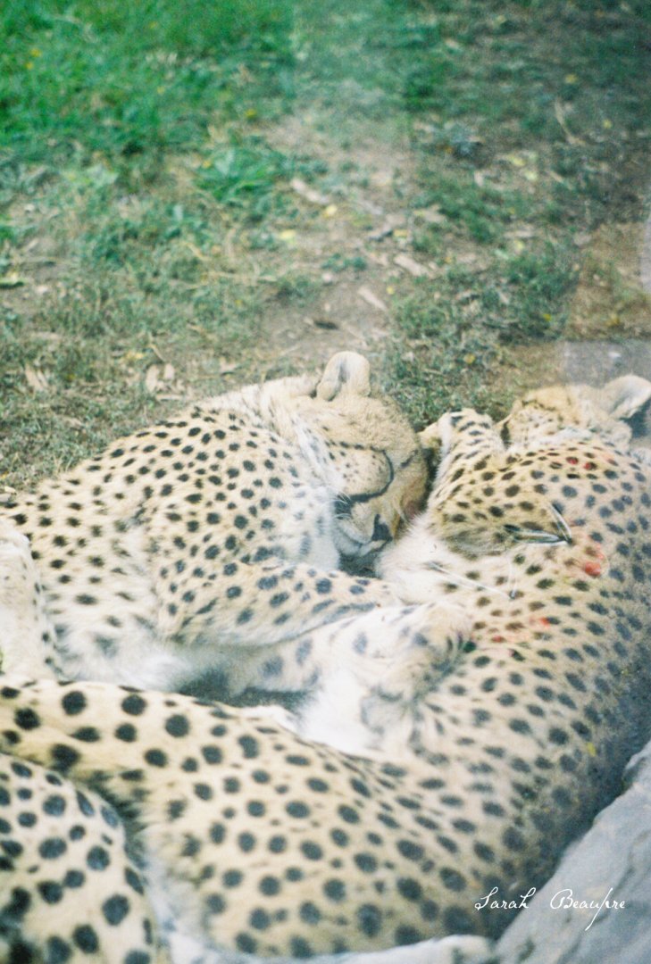 Toronto Zoo - cheetah sisters