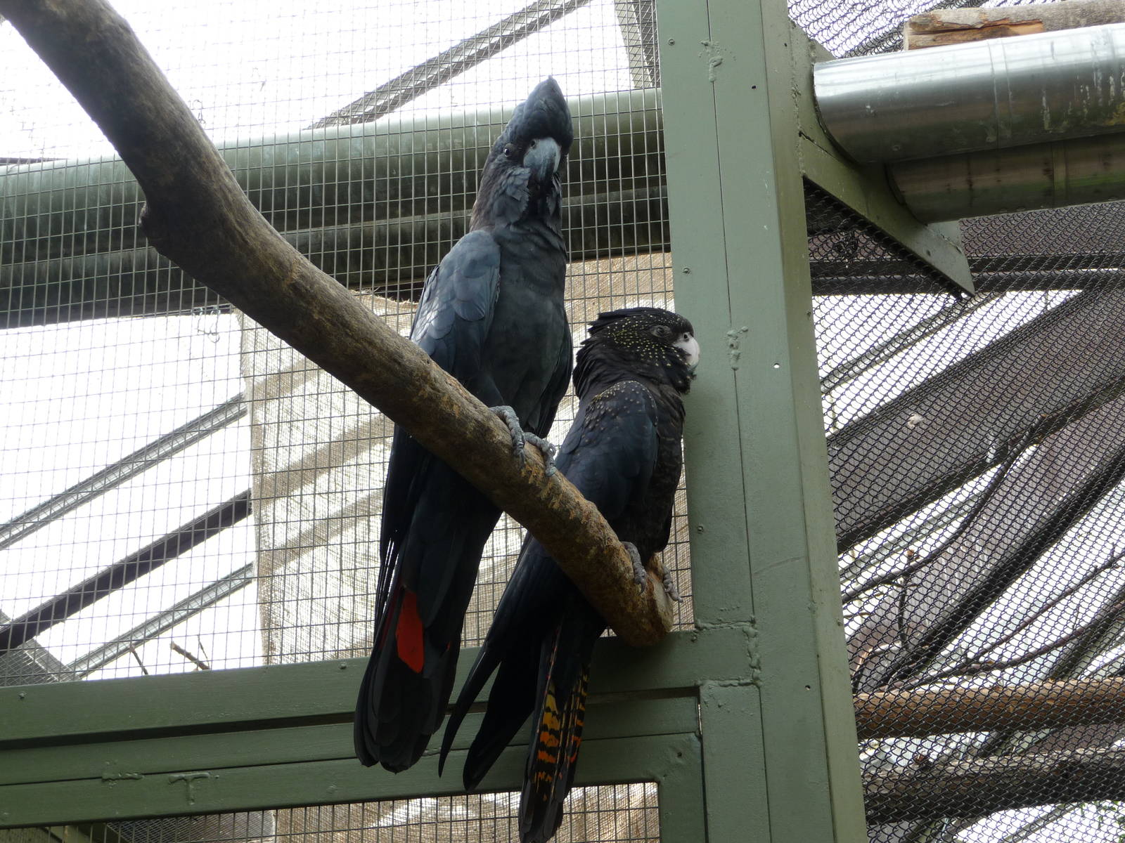 Toronto Zoo - Cockatoos