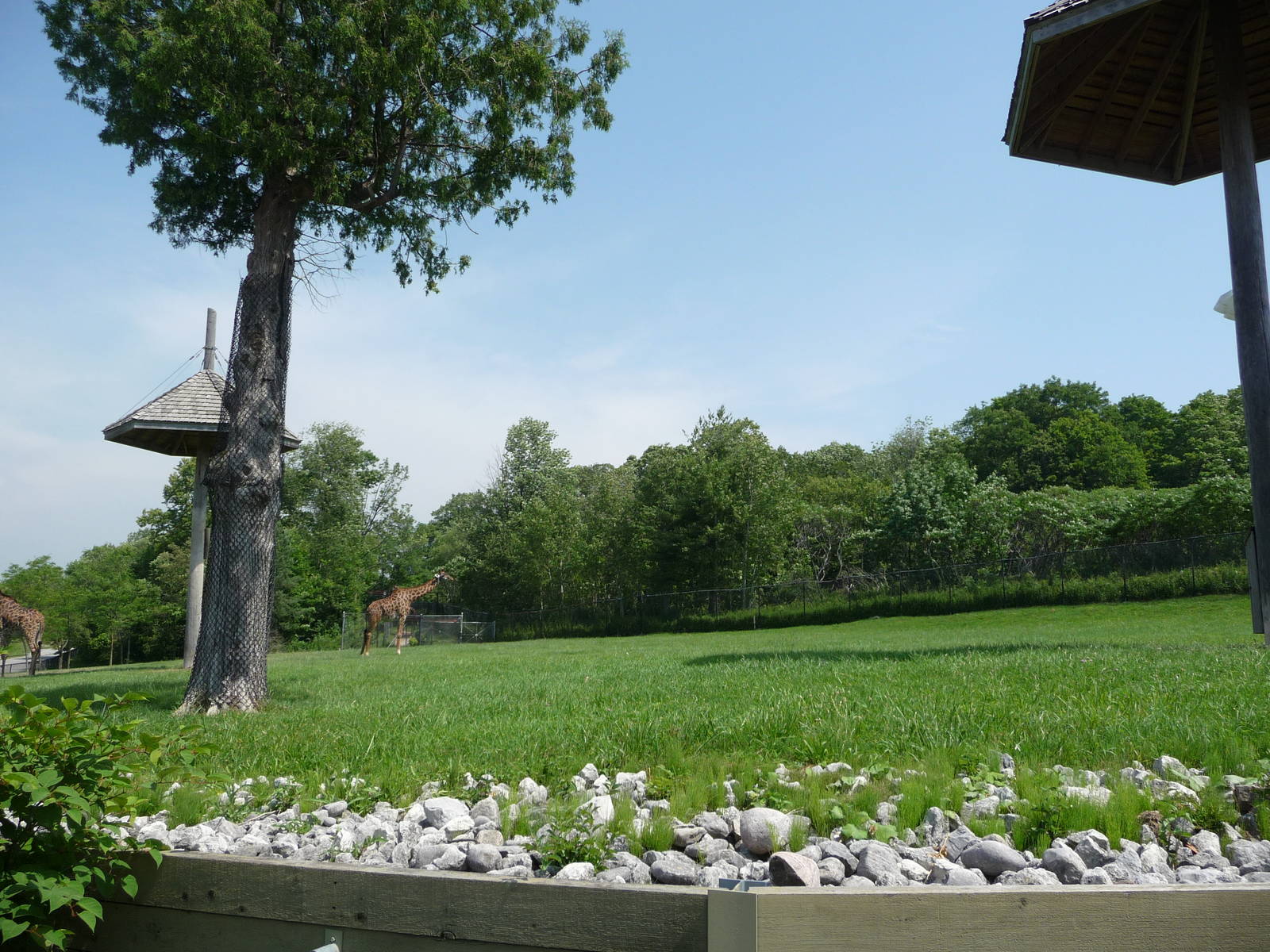 Toronto Zoo - Giraffe Paddock