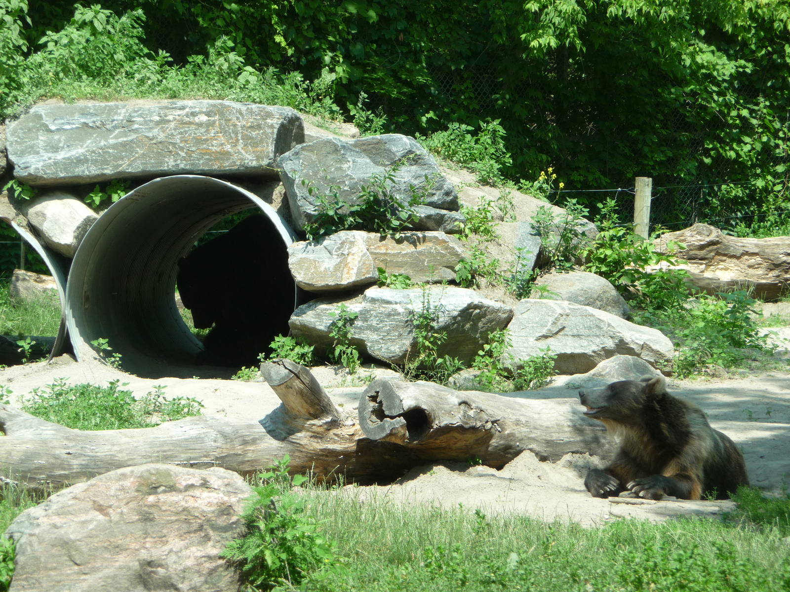 Toronto Zoo - Grizzlies