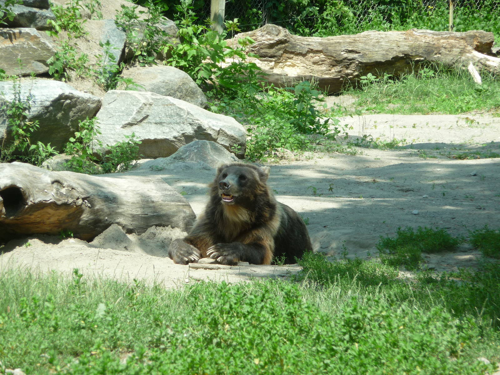 Toronto Zoo - Grizzly Bear