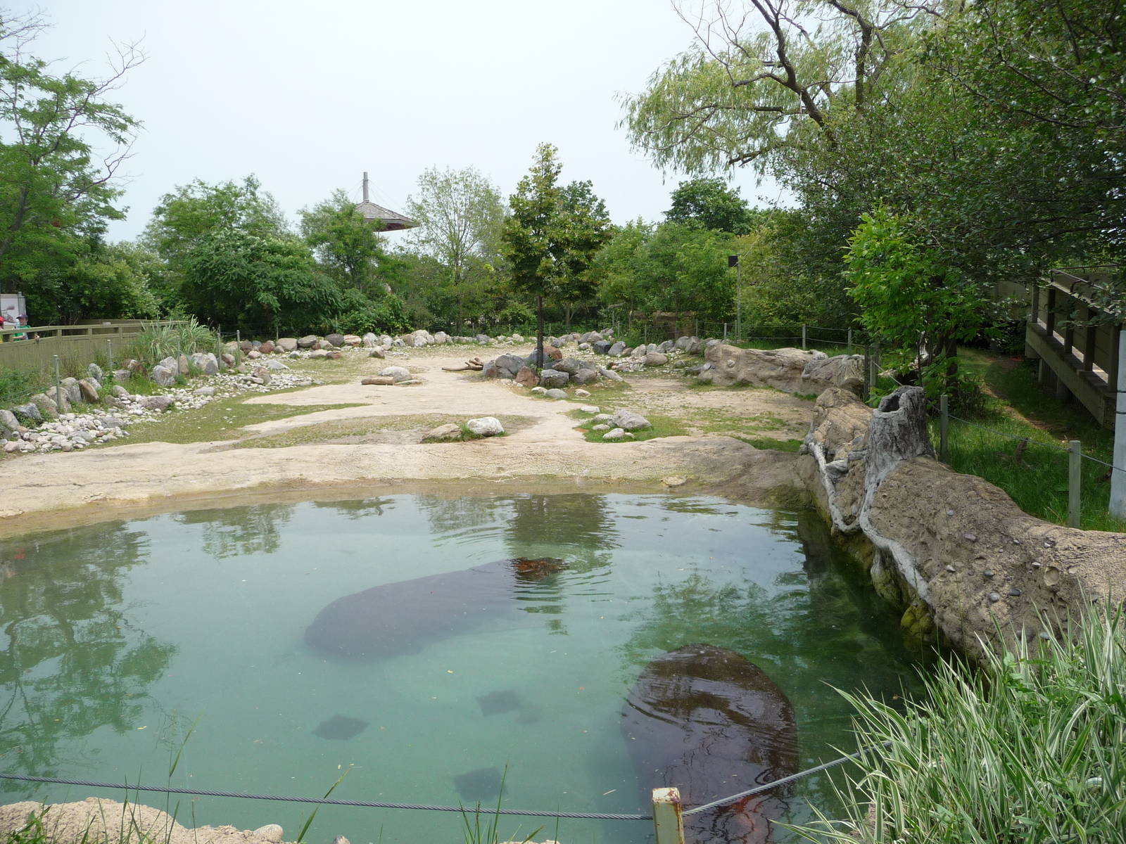 Toronto Zoo - Hippo Exhibit