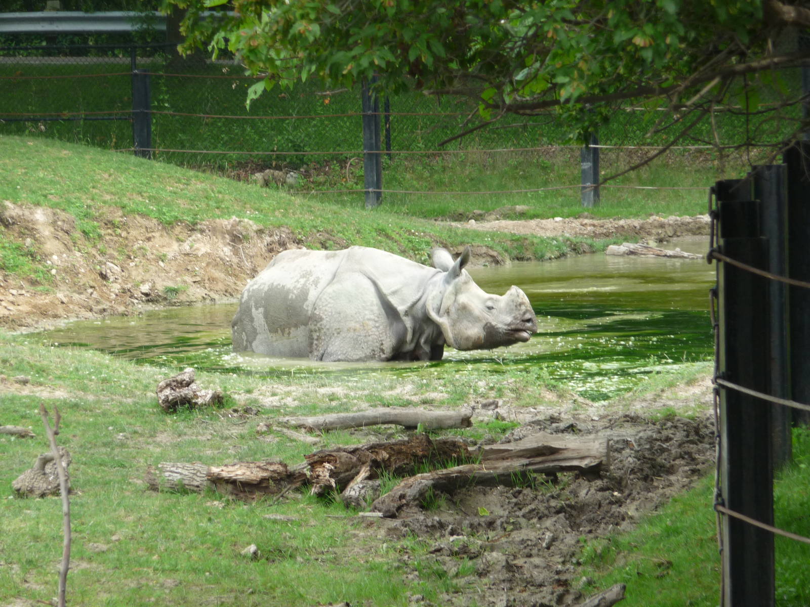 Toronto Zoo - Indian Rhino
